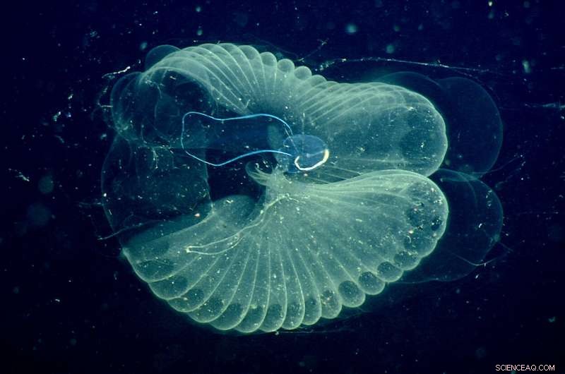 Study Confirms Widespread Microplastic in Monterey Bay