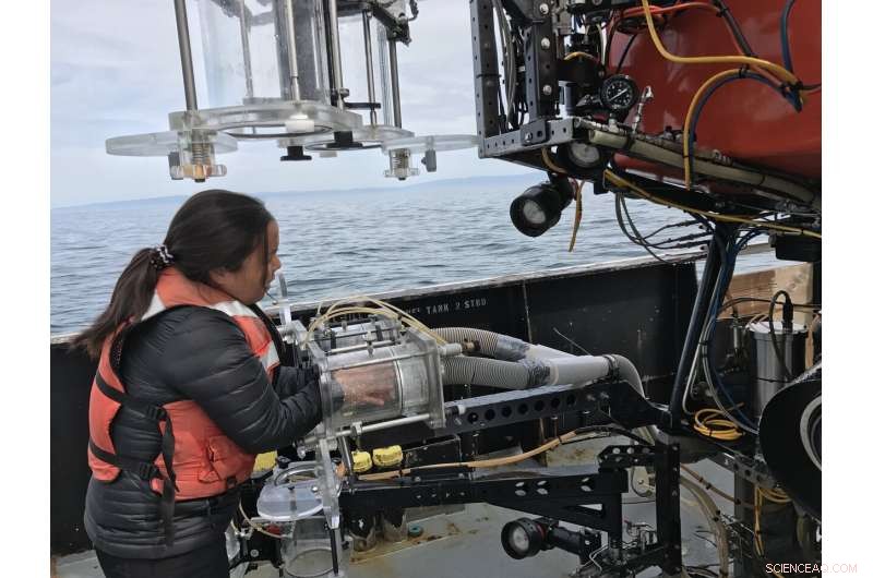 Study Confirms Widespread Microplastic in Monterey Bay