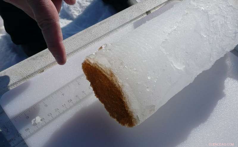 Rapid Decline of Arctic Sea Ice: Transforming Ocean Ecosystems