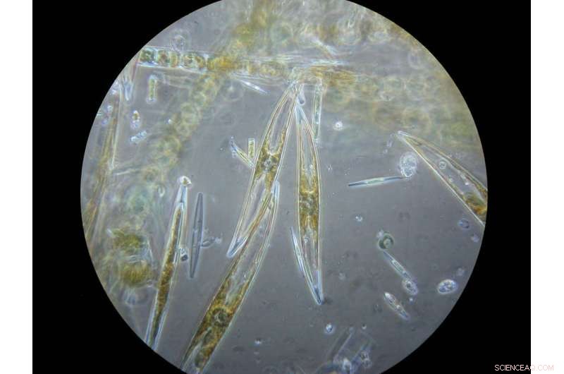 Rapid Decline of Arctic Sea Ice: Transforming Ocean Ecosystems