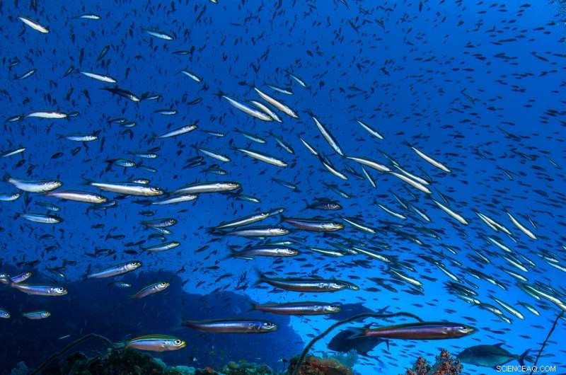 Urgent Reassessment of Climate Goals Needed as Coral Reefs Rapidly Transform