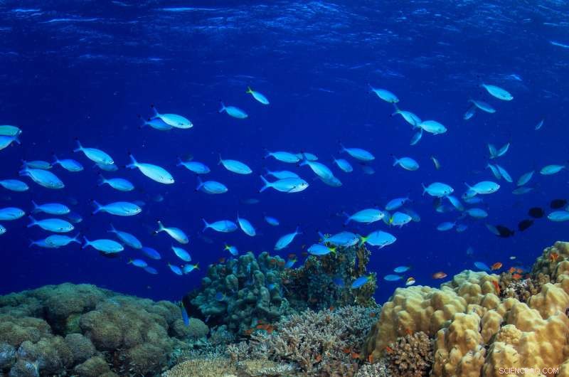 Urgent Reassessment of Climate Goals Needed as Coral Reefs Rapidly Transform
