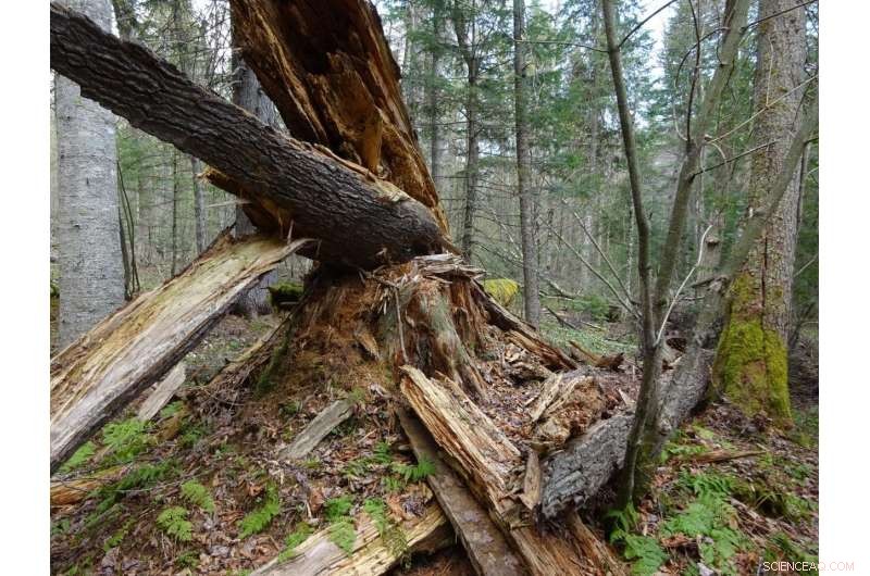 Older Forests Show Resilience to Climate Change, Study Finds