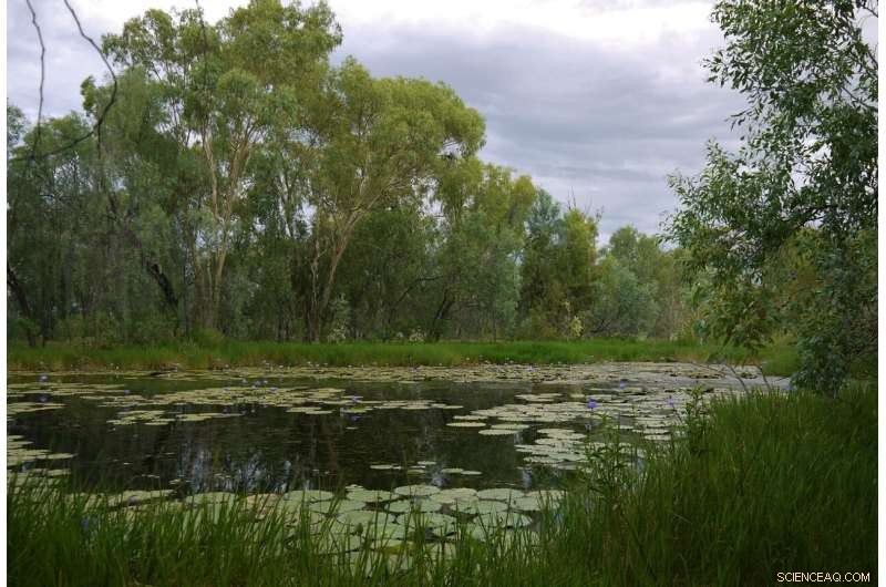 Scientists Urge Halt of Coal Mine to Protect Doongmabulla Springs Complex
