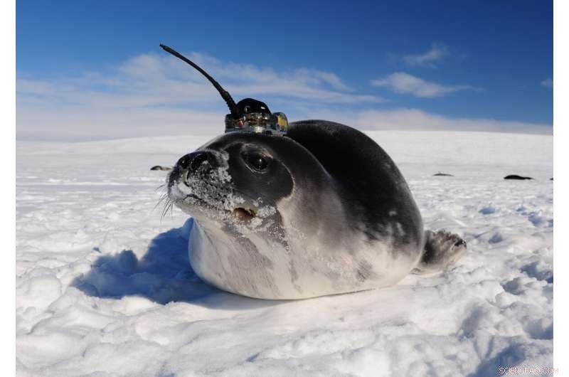 Robotic Data Unveils Secrets Behind Massive Antarctic Sea Ice Holes