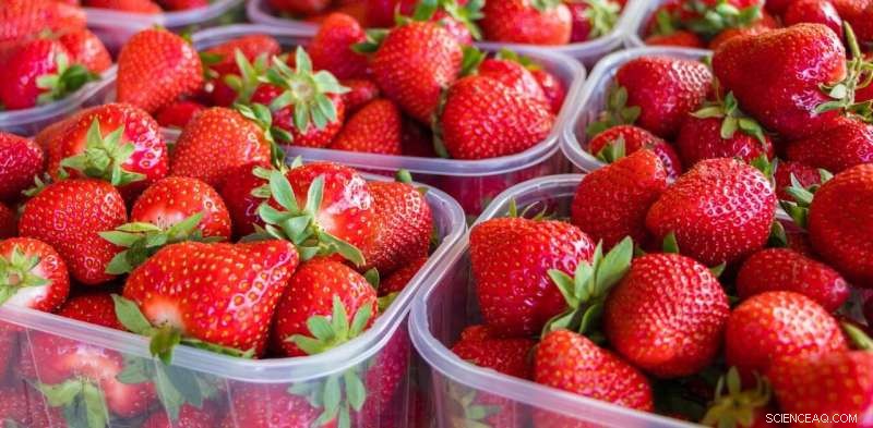 The Essential Role of Plastic Packaging in Reducing Food Waste and Protecting the Planet