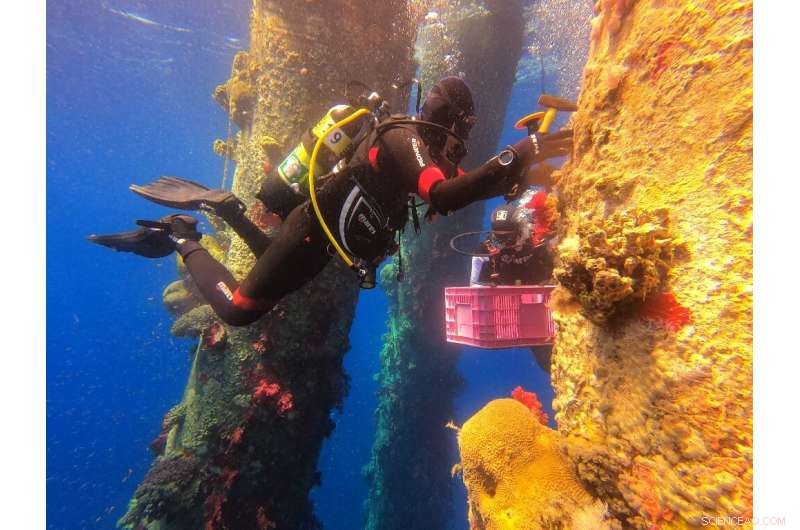 Israel s Coral Rescue Program Requires Precision Tools and Marine Collaboration