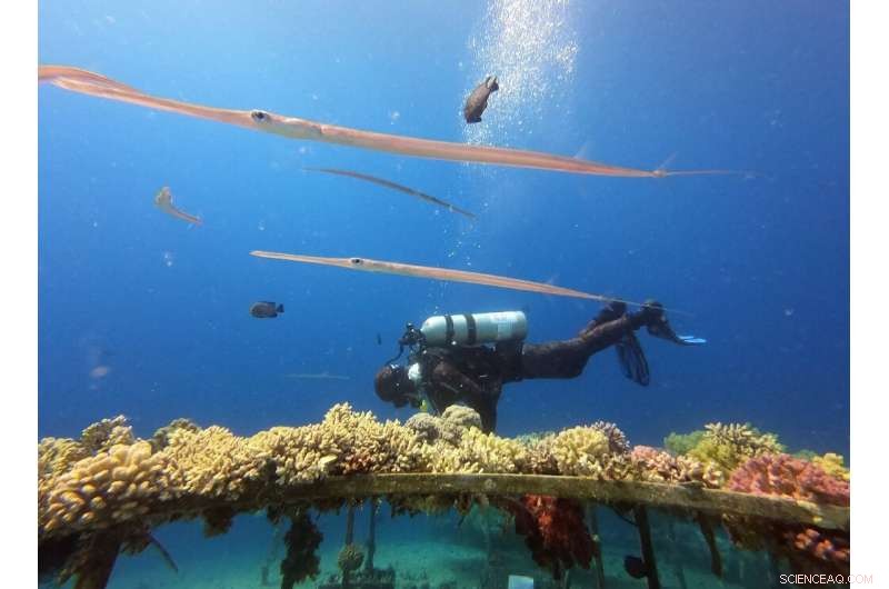 Israel s Coral Rescue Program Requires Precision Tools and Marine Collaboration