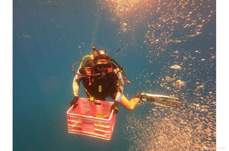Israel s Coral Rescue Program Requires Precision Tools and Marine Collaboration