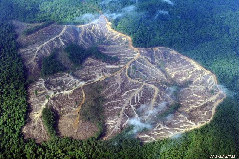 Major Brands Violate Forest Protection Commitments, According to New Report