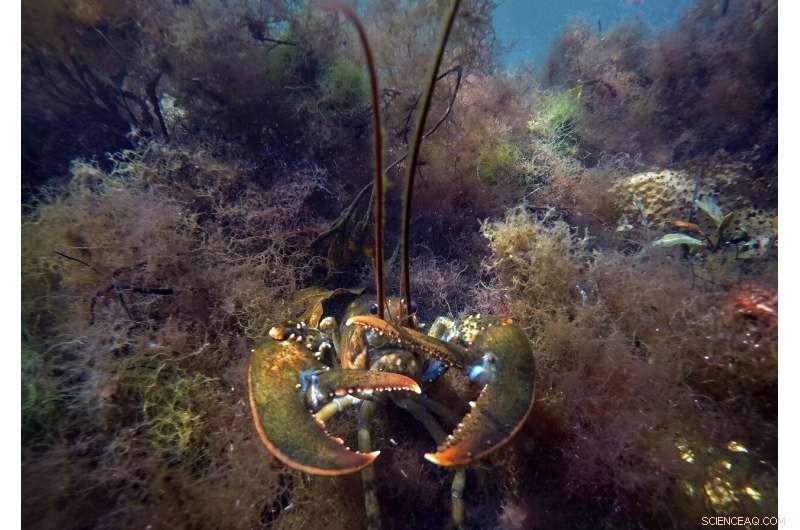 New Study: Global Warming Could Cut Marine Life by 17%