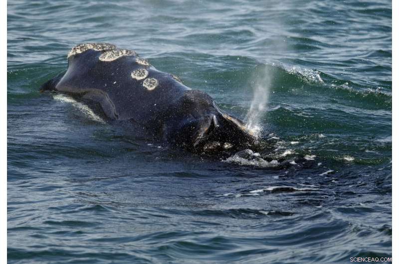 New Study: Global Warming Could Cut Marine Life by 17%