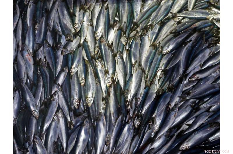 New Study: Global Warming Could Cut Marine Life by 17%