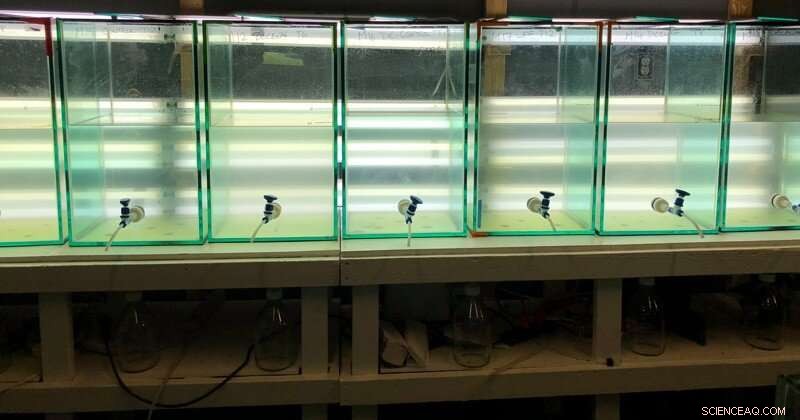 ODU Team Explores Long-Term Effects of Deepwater Horizon Oil Spill