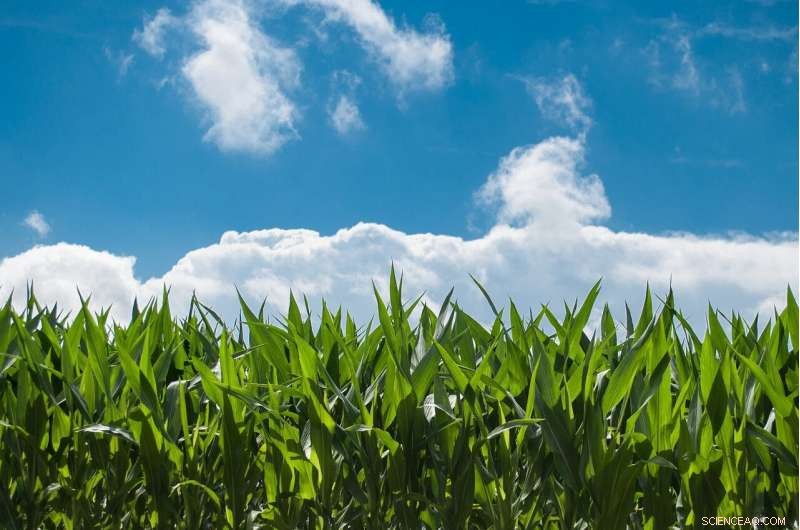 Small Farms Deliver Surprising Food Production Beyond Official Statistics