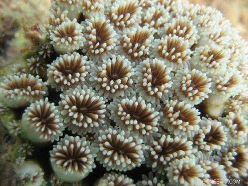 Safeguarding Coral Reefs Amid Climate Crisis