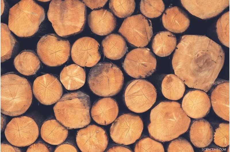 Selective Logging Is Insufficient for Long‑Term Amazon Timber Production