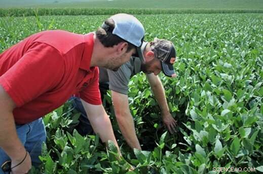 Farmer Researchers Gain Multifaceted Benefits Beyond Crop Yield