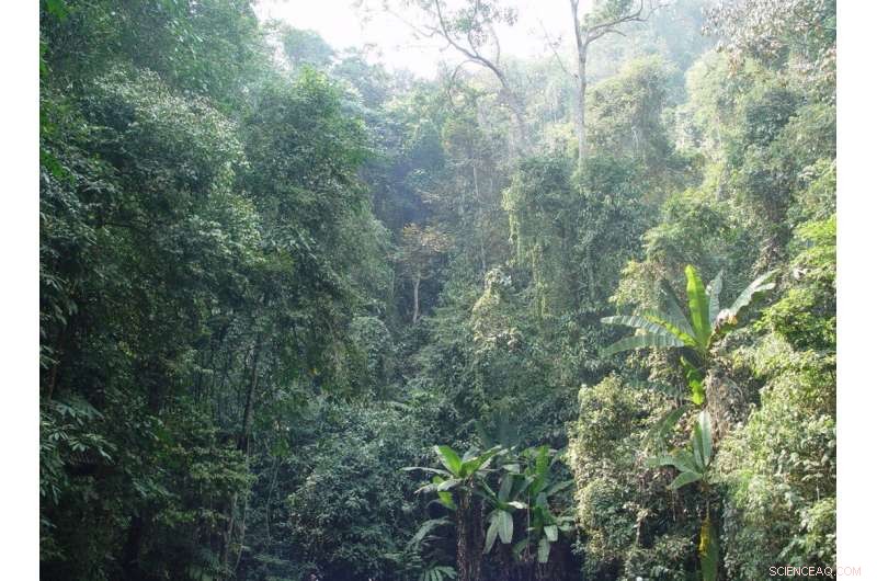 Scientists Uncover How Climate and Vegetation Drive Terrestrial Carbon Fluxes