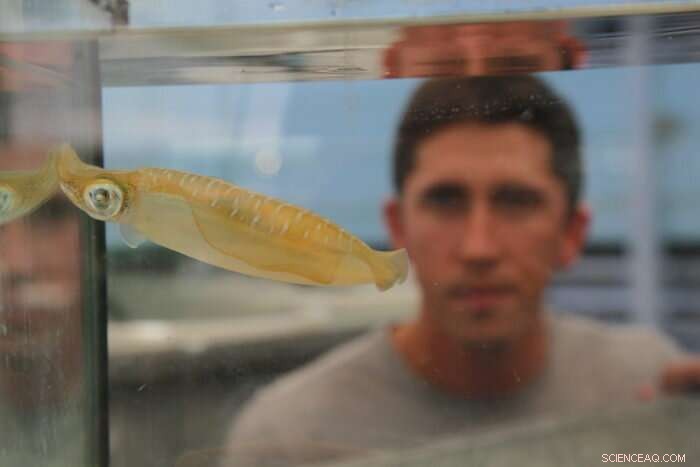 Squid May Thrive Under Future Ocean Acidification