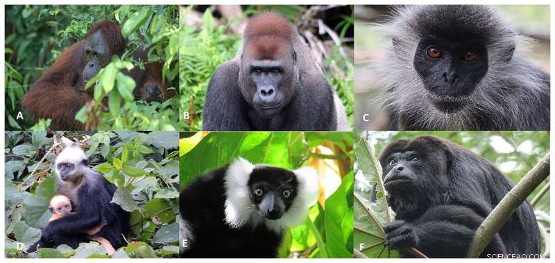 Global Commodities Trade Threatens Primates: A Call to Protect Endangered Species