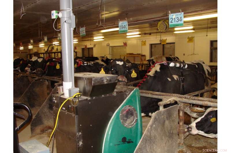 Seaweed Additive Reduces Livestock Methane Emissions—Potential and Considerations