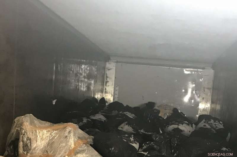 Seaweed Additive Reduces Livestock Methane Emissions—Potential and Considerations