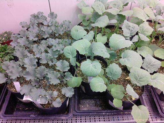 Urban Gardens: A Reliable Bio-Indicator for Monitoring Air Quality