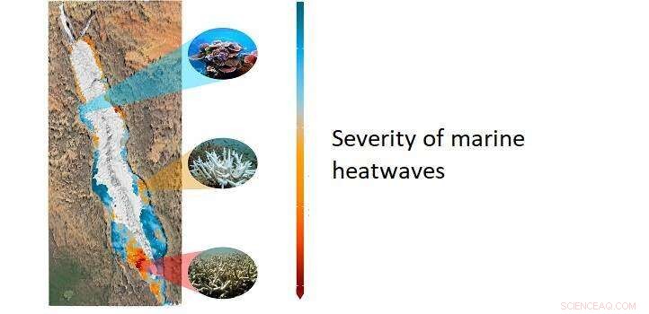 Revolutionizing Coral Bleaching Forecasts with Advanced Remote Sensing