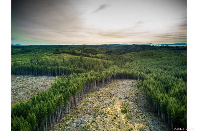 How Forest Management Influences Global Streamflow: A Comprehensive Analysis