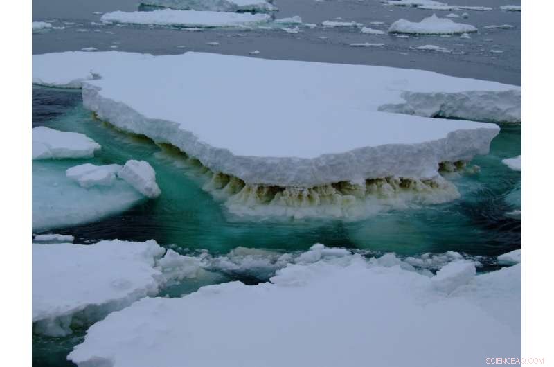 Experts Warn: Excluding Microbes From Climate Change Dialogue Harms the Planet