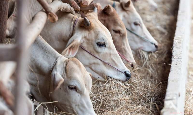 Rising Methane Levels Threaten Global Climate Goals