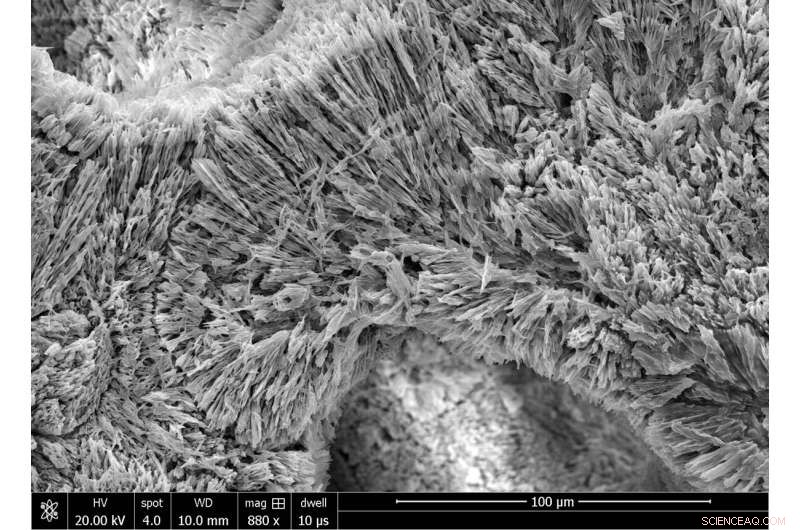 Great Barrier Reef Coral Reveals Key Correction Factor for Climate Records