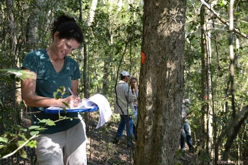 South African Forests: Paving the Path to a Sustainable Future