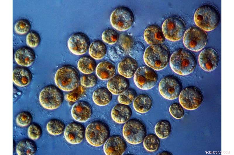 Unraveling Coral–Algae Partnerships: Cellular Insights into Host‑Tenant Dynamics