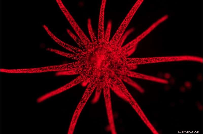 Unraveling Coral–Algae Partnerships: Cellular Insights into Host‑Tenant Dynamics