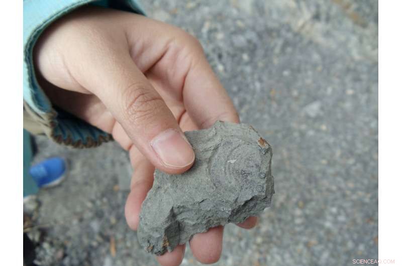 Ancient Forests Sparked Earth s First Mass Extinction, New Study Shows