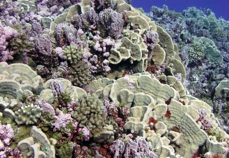 Marshall Islands Face Urgent Threat from Rising Sea Levels, President Urges Global Action