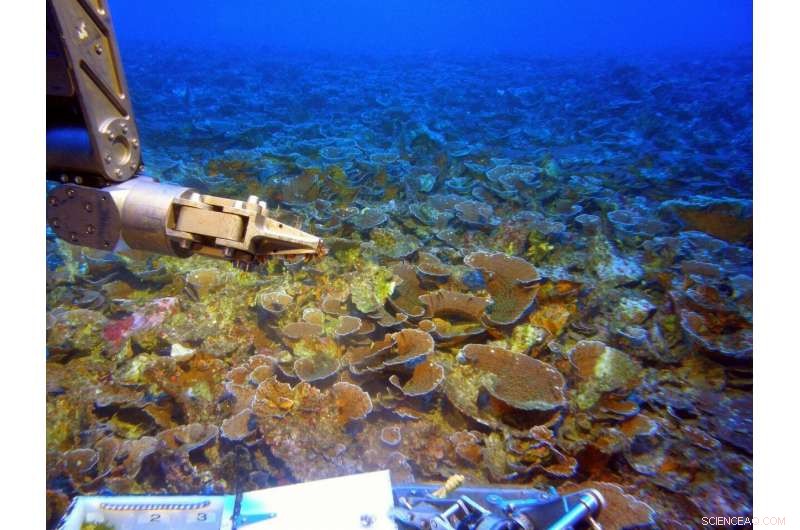 Deep Submersible Dives Illuminate Uncharted Coral Reefs, Uncovering Oceanic Mysteries