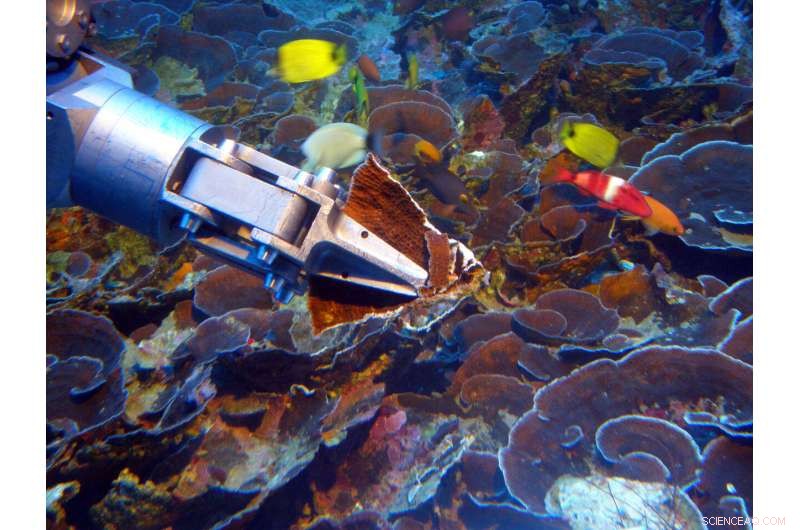 Deep Submersible Dives Illuminate Uncharted Coral Reefs, Uncovering Oceanic Mysteries