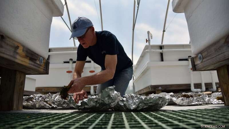Cultivating Advanced Seaweed for Sustainable Energy Solutions