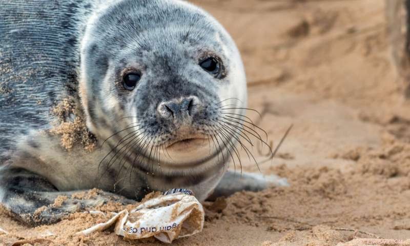 Join the War on Plastic: Hugh Fearnley‑Whittingstall Leads the Fight in BBC One s Final Episode