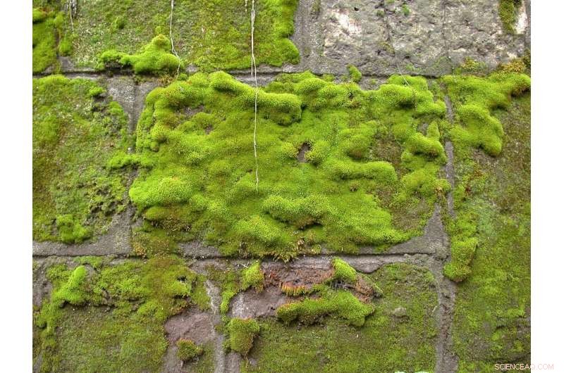 Startup Introduces Maintenance-Free, Evergreen Moss Facades to Cool Cities and Reduce Pollution