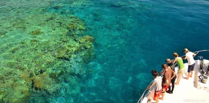 Great Barrier Reef Bleaching Sparks Emotional Urgency for Climate Action