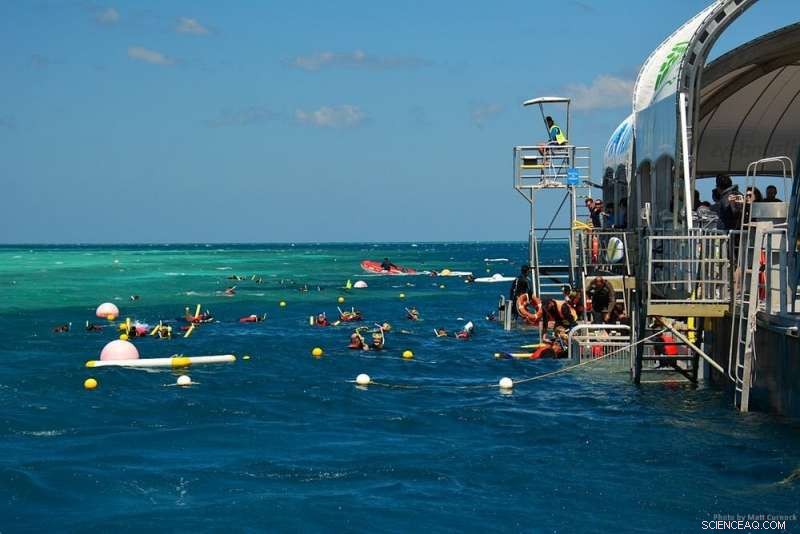 Great Barrier Reef Bleaching Sparks Emotional Urgency for Climate Action