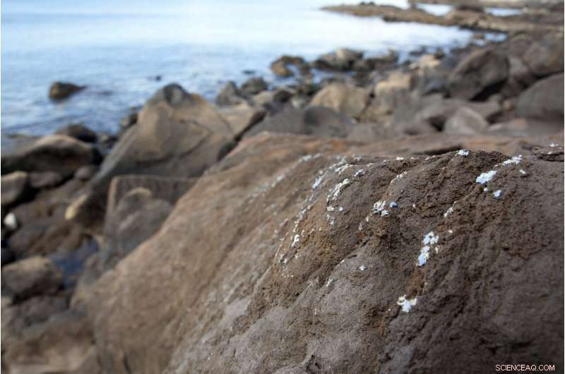 Madeira Researchers Identify Novel  Plasticrust  Marine Pollution