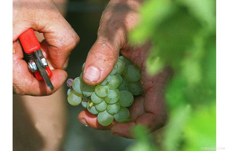 Bordeaux Winemakers Celebrate Heatwave’s Boost to Their Harvest