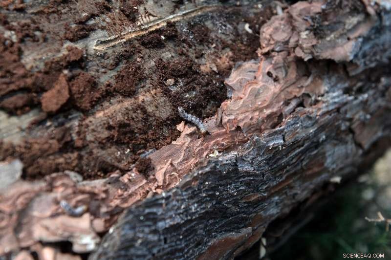 Greek Priests Conduct Blessing Ceremony for Beetle‑Damaged Hilltop Forest