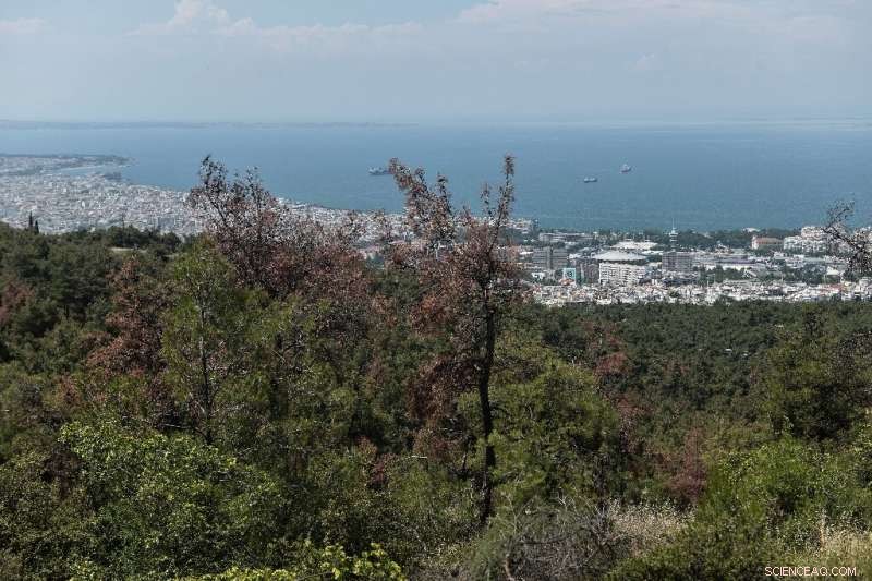 Greek Priests Conduct Blessing Ceremony for Beetle‑Damaged Hilltop Forest