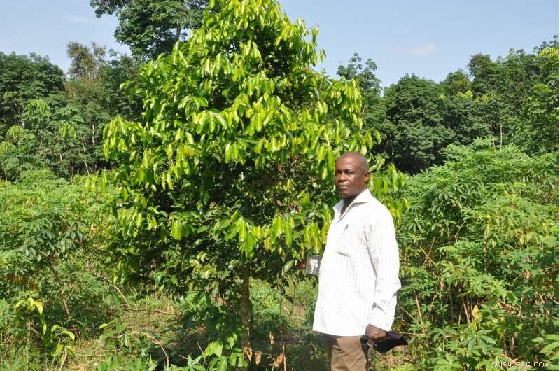 The Hidden Impact of Undercounted Agroforestry on Climate Mitigation Plans